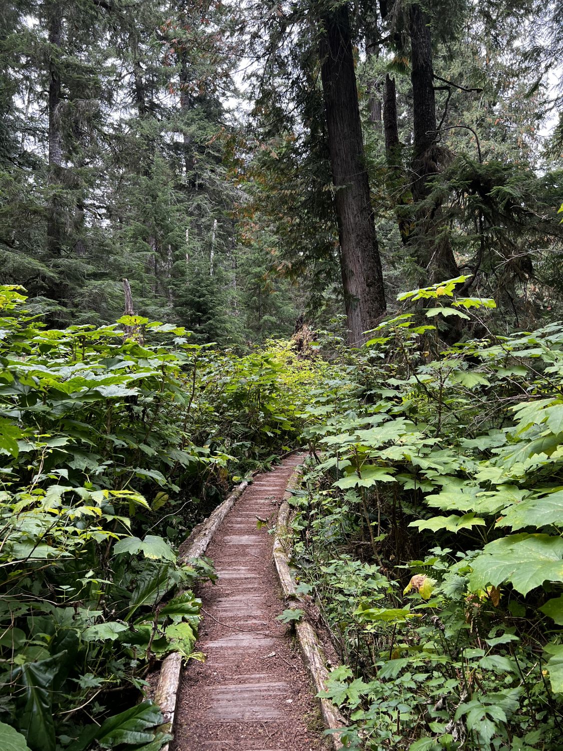 Olympic NP 